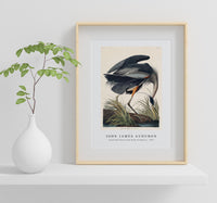 John James Audubon - Great blue Heron from Birds of America (1827)