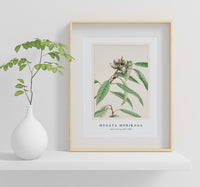 Megata Morikaga - Kashi during 1870–1880