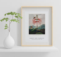 Robert John Thornton - Large–Flowering Sensitive Plant from The Temple of Flora (1807)