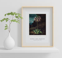 Robert John Thornton - The American Cowslip from The Temple of Flora (1807)