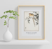 Numata Kashu - Hondo Copper Pheasant illustration from Pictorial Monograph of Birds (1885)