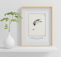 Numata Kashu - Sparrow illustration from Pictorial Monograph of Birds (1885)