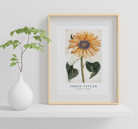 Johan Teyler - Sunflower (1688-1698)