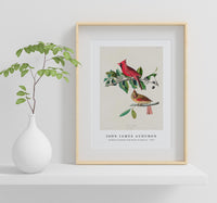 John James Audubon - Cardinal Grosbeak from Birds of America (1827)