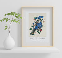 John James Audubon - Blue Jay from Birds of America (1827)