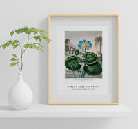 Robert John Thornton - The Blue Egyptian Water-Lily from The Temple of Flora (1807)