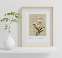 Frederick Sander - Cattleya intermedia punctatissima from Reichenbachia Orchids-1847-1920