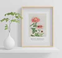 Megata Morikaga - Kiku (chrysanthemum) during 1870–1880