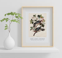 John James Audubon - Band-tailed Pigeon from Birds of America (1827)