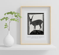 Samuel Jessurun De Mesquita - Markhor Goat (Markhorgeit) (1915)