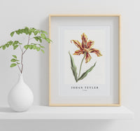 Johan Teyler - A tulip