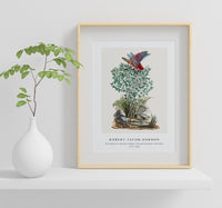 Robert Jacob Gordon - Dictyophorus spumans Koppie foam grasshopper perhched on a Zygophyllum sp. (Caper bean) (1777–1786)