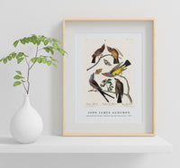 John James Audubon - Arkansaw Flycatcher, Swallow-Tailed Flycatcher and Says Flycatcher from Birds of America (1827)