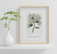 Robert Jacob Gordon - Widdringtonia nodiflora (L.) E. Powrie Mountain cypress, or Cape cedar (1777–1786)