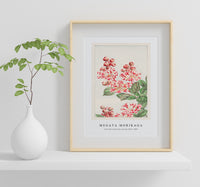 Megata Morikaga - Sarusubi blossoms during 1870–1880