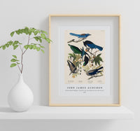 John James Audubon - Yellow-Billed Magpie, Stellers Jay, Ultramarine Jay and Clark's Crow from Birds of America (1827)