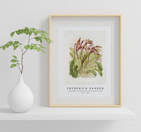 Frederick Sander - Cypripedium sanderianum from Reichenbachia Orchids-1847-1920