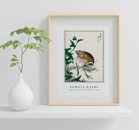 Numata Kashu - Greenshank and Bupleurum Sachalinense illustration from Pictorial Monograph of Birds (1885)