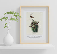 John James Audubon - Marsh Wren from Birds of America (1827)