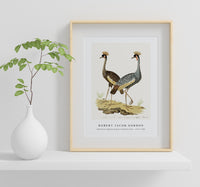 Robert Jacob Gordon - Balearica regulorum grey crowned crane (1777–1786)