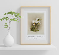 Frederick Sander - Dendrobium formosum from Reichenbachia Orchids-1847-1920