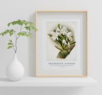 Frederick Sander - Cattleya rochellensis from Reichenbachia Orchids-1847-1920