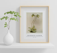 Frederick Sander - Cypripedium lawrenceanum hyeanum from Reichenbachia Orchids-1847-1920