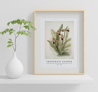 Frederick Sander - Cypripedium rothschildianum from Reichenbachia Orchids-1847-1920