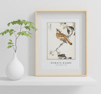 Numata Kashu - Eastern Waxwing illustration from Pictorial Monograph of Birds (1885)