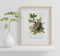 John James Audubon - American Robin from Birds of America (1827)