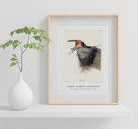 John James Audubon - Barn Swallow from Birds of America (1827)