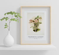 Frederick Sander - Cattleya o'brieniana from Reichenbachia Orchids-1847-1920