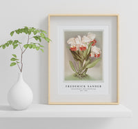 Frederick Sander - Cattleya Mendelli, Duke of Marlborough from Reichenbachia Orchids-1847-1920