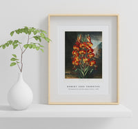 Robert John Thornton - The Superb Lily from The Temple of Flora (1807)