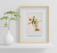 Frederick Sander - Cattleya (hybrida) parthenia from Reichenbachia Orchids-1847-1920