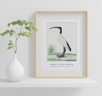 Robert Jacob Gordon - Threskiornis aethiopicus African sacred ibis (1778)
