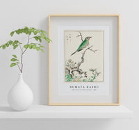 Numata Kashu - Ruby Throat and Wild Camomile illustration from Pictorial Monograph of Birds (1885)