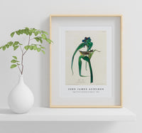 John James Audubon - Vigors Vireo from Birds of America (1827)