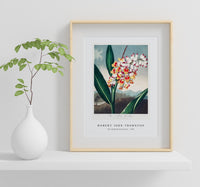 Robert John Thornton - The Nodding Renealmia from The Temple of Flora (1807)