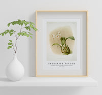 Frederick Sander - Coelogyne sanderæ from Reichenbachia Orchids-1847-1920