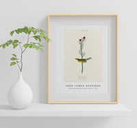 John James Audubon - Selby's Flycatcher from Birds of America (1827)