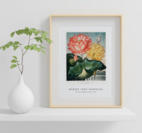 Robert John Thornton - The Sacred Egyptian Bean from The Temple of Flora (1807)