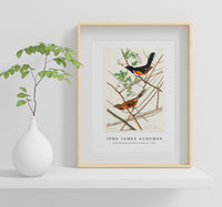 John James Audubon - Towee Bunting from Birds of America (1827)