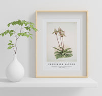 Frederick Sander - Cypripedium lo from Reichenbachia Orchids-1847-1920