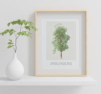 Joseph August Knip - Tall tree from Bomen in de omgeving van Subiaco (trees in the Subiaco area)