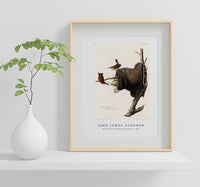 John James Audubon - House Wren from Birds of America (1827)