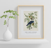 John James Audubon - American Crow from Birds of America (1827)
