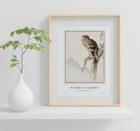 Numata Kashu - Black-eared Kite illustration from Pictorial Monograph of Birds (1885)