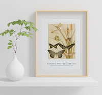 Maurice Pillard Verneuil - Papillons from L'animal dans la décoration (1897)