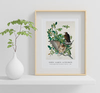 John James Audubon - Broad-winged Hawk from Birds of America (1827)